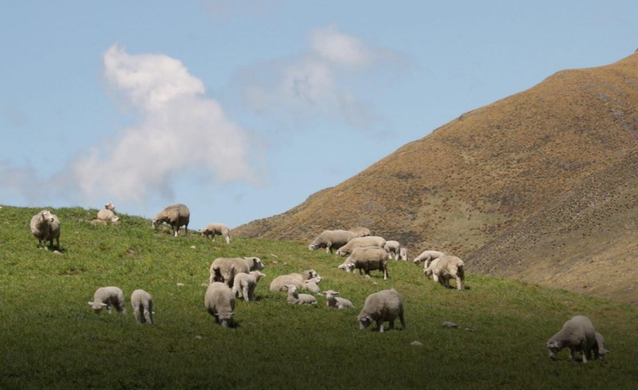 Addressing the issue of over-grazing pasture