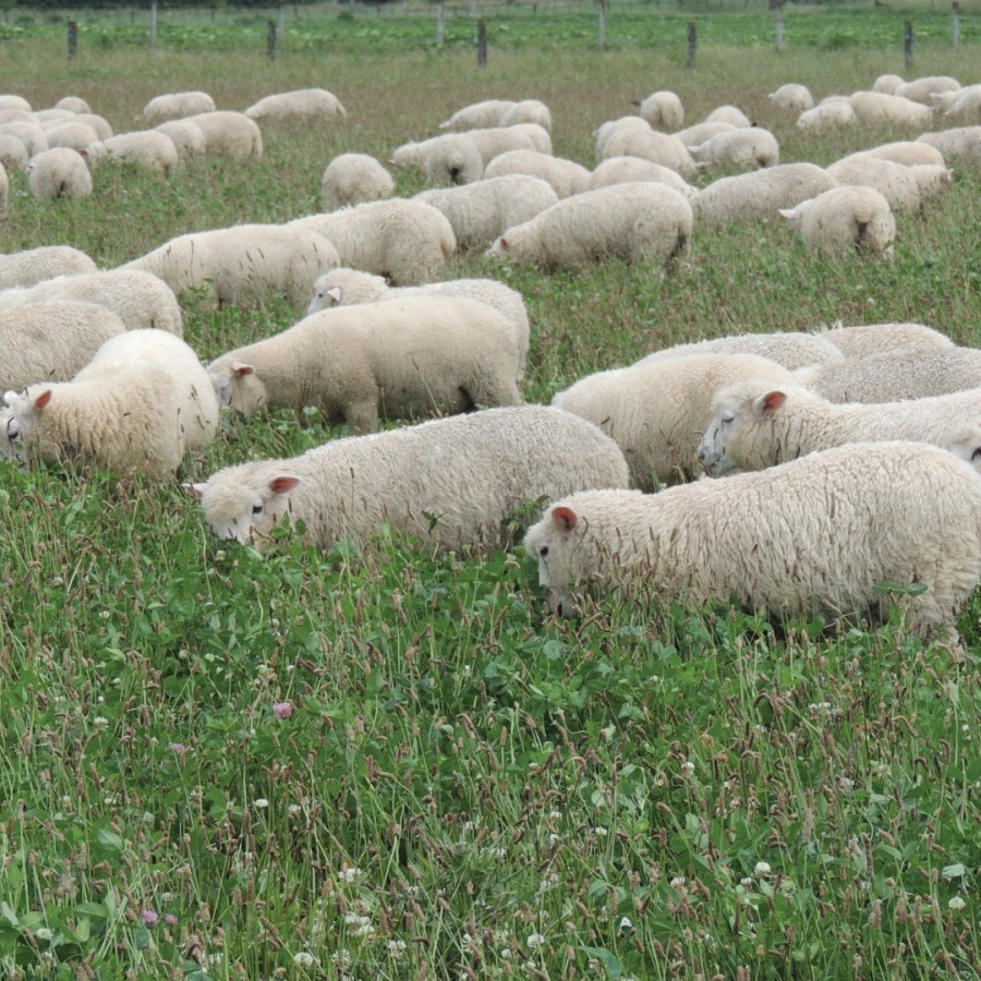 Nutrient and lime requirements for red and white clover swards