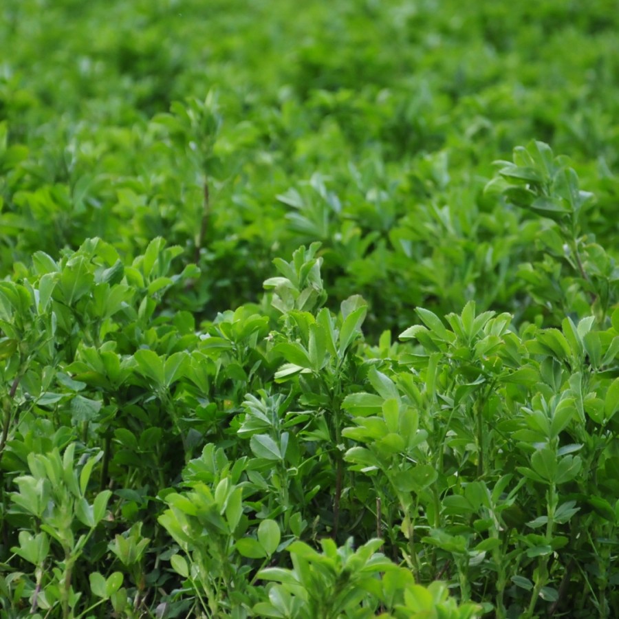  Nutrient and lime requirements of lucerne