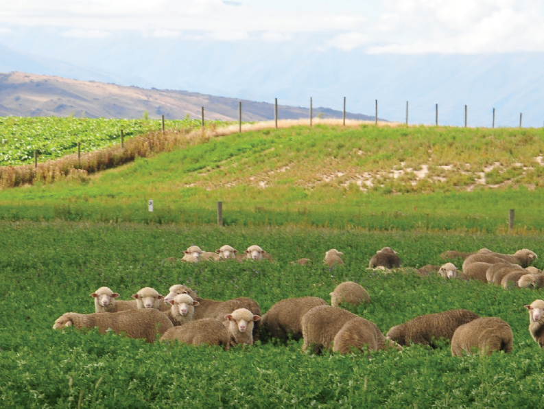 Animal production from lucerne based pastures