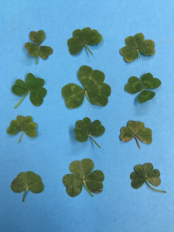 Broadleaf weed control in emerging subterranean clover