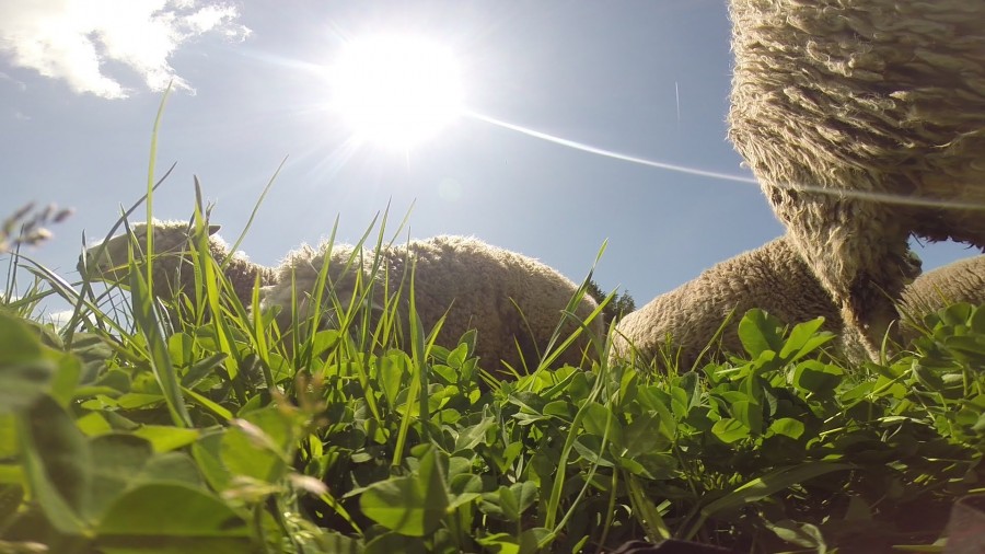 Animal production from annual clover/plantain based pastures