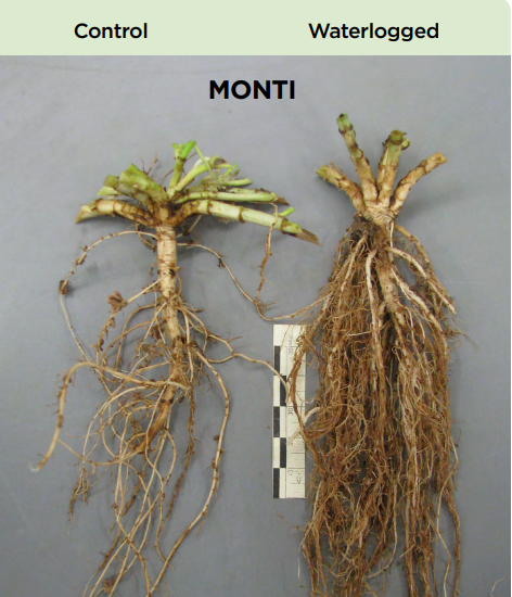 Subterranean clover tolerance to waterlogging