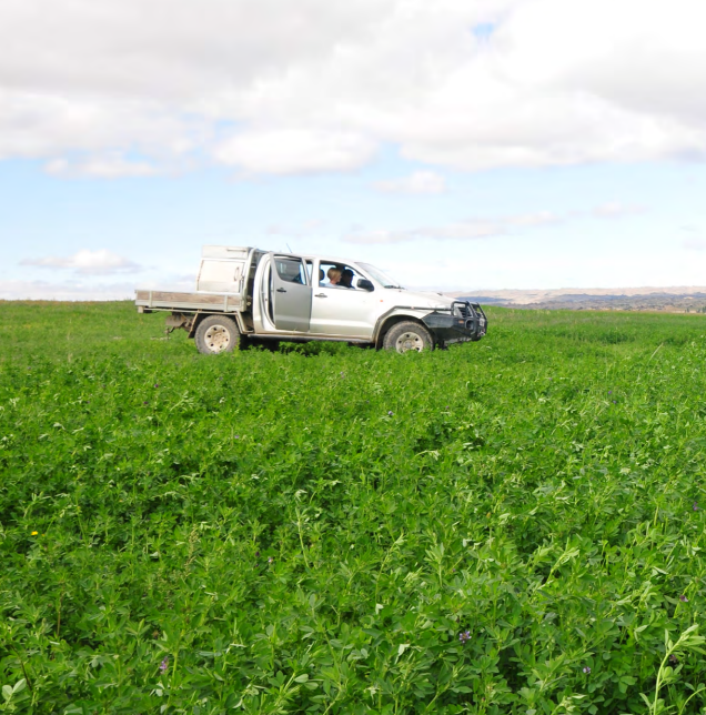  Lucerne establishment (spring) weed control options