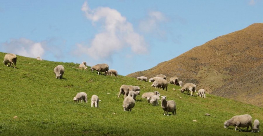 Production and persistence of dryland pastures