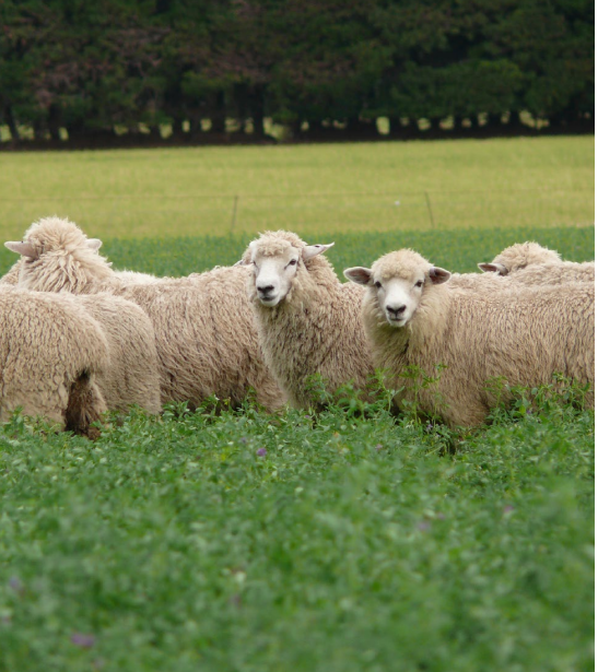 Pasture mixes for dryland farming systems