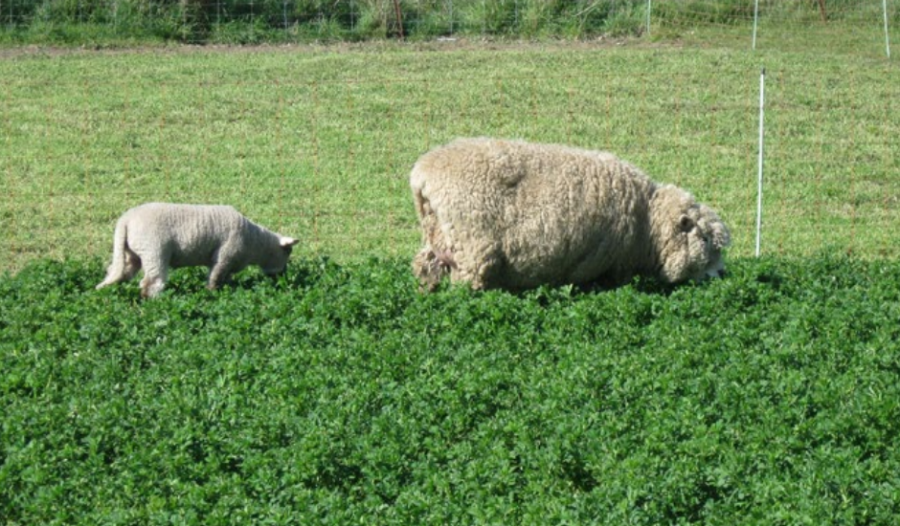 Live weight production of sheep grazing dryland pastures