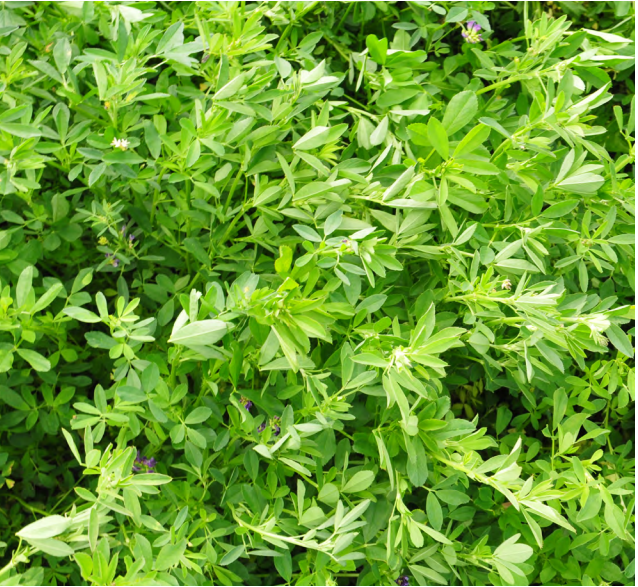 Modelling Lucerne yields across New Zealand